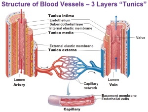 Blood vessel